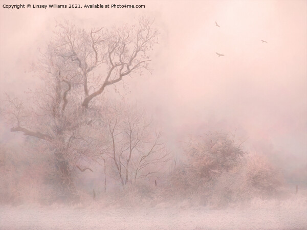 Trees in Frost and Fog Picture Board by Linsey Williams