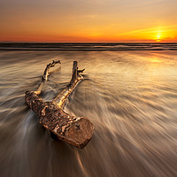 Buy canvas prints of Driftwood by J.Tom L.Photography
