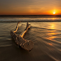 Buy canvas prints of Driftwood...  by J.Tom L.Photography
