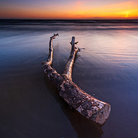 Buy canvas prints of Driftwood on the Berrow beach  by J.Tom L.Photography
