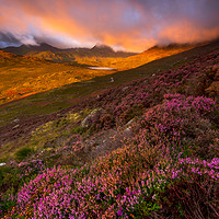 Buy canvas prints of Blooming heathers over the Glyders mountain of Sno by J.Tom L.Photography