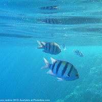 Buy canvas prints of Fish in the Sea by Paula Jardine