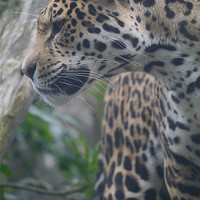 Buy canvas prints of Amur Leopard by Paula Jardine