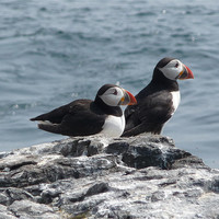 Buy canvas prints of Two Puffins waiting for Tea by Paula Jardine