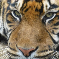 Buy canvas prints of Close up tiger by Paula Jardine