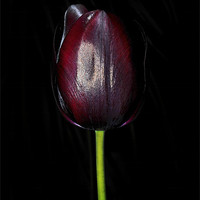 Buy canvas prints of Black Tulip by Iain Mavin