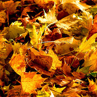 Buy canvas prints of Autumn Colours by Iain Mavin