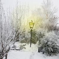 Buy canvas prints of Narnia in my Garden by Iain Mavin