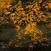 Buy canvas prints of Falling Leaves III by Iain Mavin