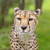 Buy canvas prints of A cheetah stare by Iain Mavin