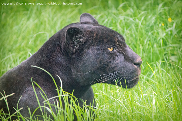 BLACK JAGUAR IN THE GRASS Picture Board by CATSPAWS 
