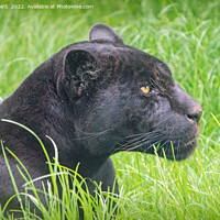 Buy canvas prints of BLACK JAGUAR IN THE GRASS by CATSPAWS 