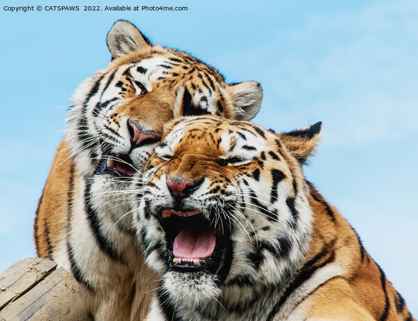TIGERS - DOUBLE TROUBLE Picture Board by CATSPAWS 