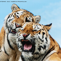 Buy canvas prints of TIGERS - DOUBLE TROUBLE by CATSPAWS 