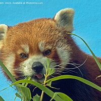 Buy canvas prints of RED PANDA by CATSPAWS 