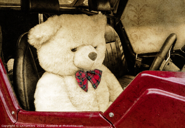 TEDDY GOES FOR A DRIVE Picture Board by CATSPAWS 