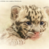 Buy canvas prints of CUTE CLOUDED LEOPARD CUB by CATSPAWS 