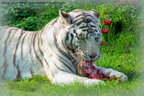 WHITE TIGER LUNCH Picture Board by CATSPAWS 