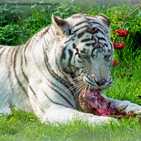 Buy canvas prints of WHITE TIGER LUNCH by CATSPAWS 