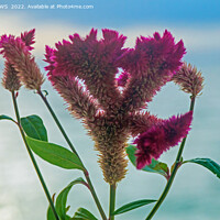 Buy canvas prints of A FLOWER IN PARADISE by CATSPAWS 