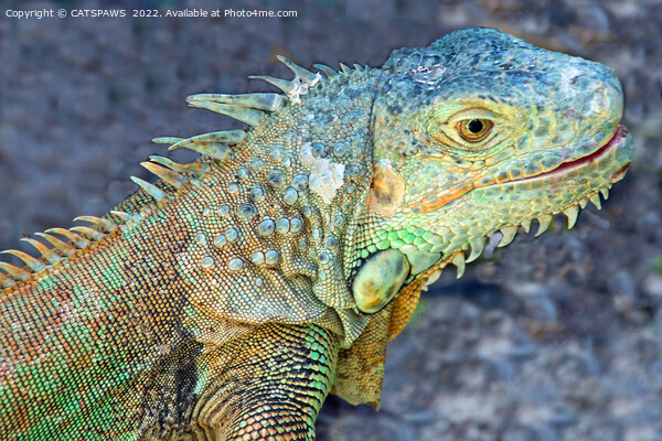 WEST INDIAN IGUANA Picture Board by CATSPAWS 