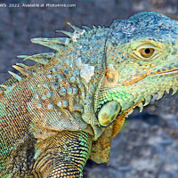 Buy canvas prints of WEST INDIAN IGUANA by CATSPAWS 