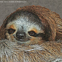 Buy canvas prints of SLOTH LOVE by CATSPAWS 