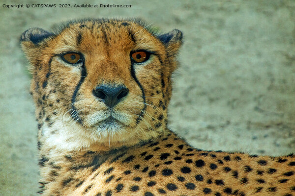 CHEETAH STARE Picture Board by CATSPAWS 