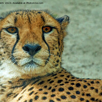 Buy canvas prints of CHEETAH STARE by CATSPAWS 