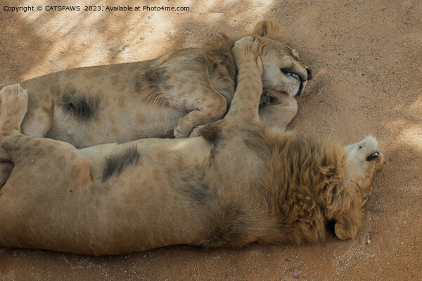 LION FRIENDS SLEEPING Picture Board by CATSPAWS 
