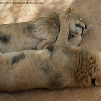 Buy canvas prints of LION FRIENDS SLEEPING by CATSPAWS 