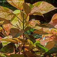 Buy canvas prints of BY NATURAL DESIGN - LEAVES & LIGHT by CATSPAWS 