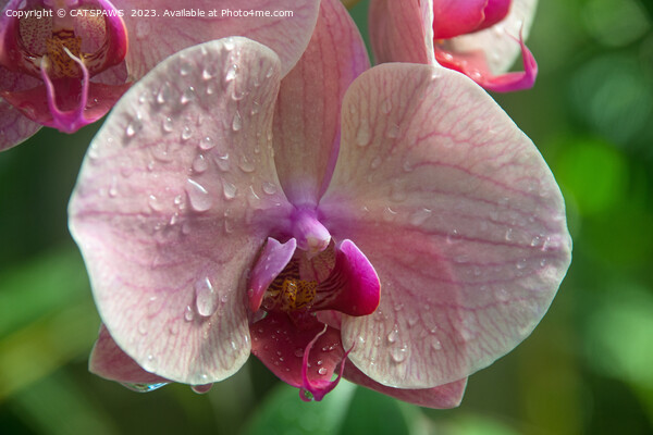 ORCHID BEAUTY Picture Board by CATSPAWS 