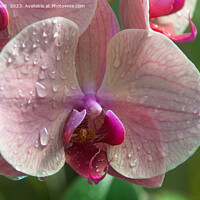 Buy canvas prints of ORCHID BEAUTY by CATSPAWS 