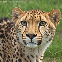 Buy canvas prints of CHEETAH TOO by CATSPAWS 