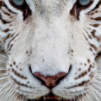 Buy canvas prints of EYES OF THE WHITE TIGER by CATSPAWS 