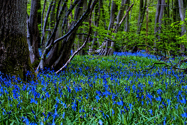 BLUE GLADE Picture Board by CATSPAWS 