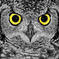 Buy canvas prints of OWL PORTRAIT by CATSPAWS 