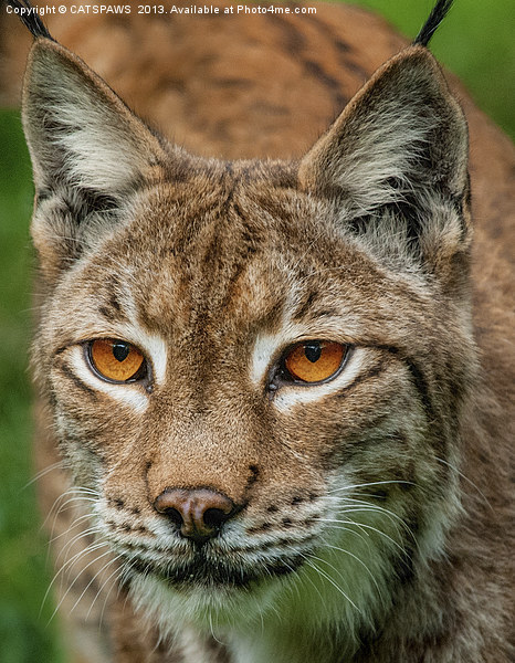 LYNX PORTRAIT Picture Board by CATSPAWS 