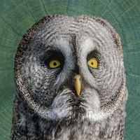 Buy canvas prints of GREY OWL by CATSPAWS 