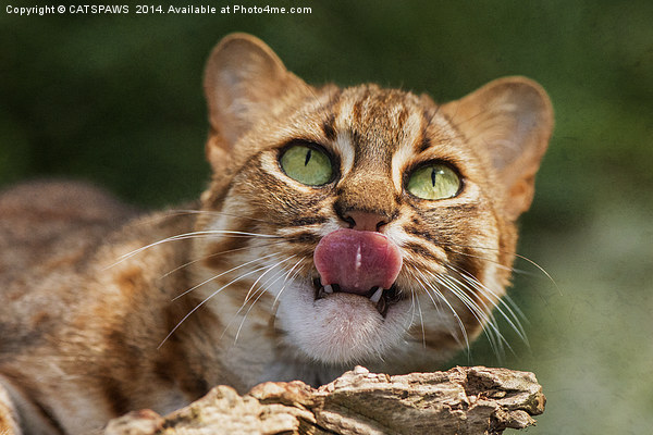  RUSTY SPOTTED CAT LICK Picture Board by CATSPAWS 