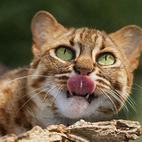 Buy canvas prints of  RUSTY SPOTTED CAT LICK by CATSPAWS 