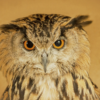 Buy canvas prints of  OWL RIGHT ON THE NIGHT by CATSPAWS 