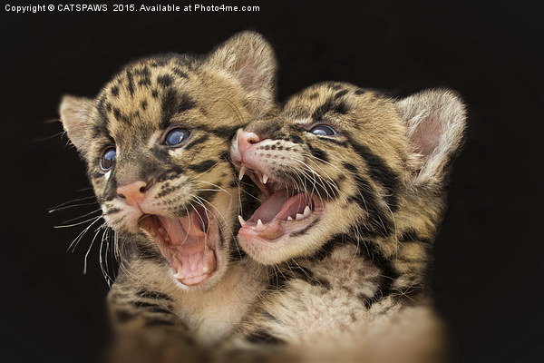  CLOUDED LEOPARD CUBS LOVE Picture Board by CATSPAWS 
