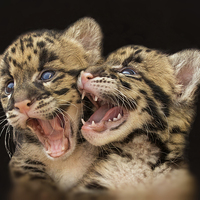 Buy canvas prints of  CLOUDED LEOPARD CUBS LOVE by CATSPAWS 