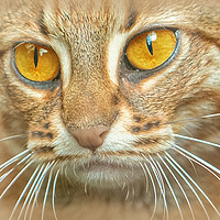 Buy canvas prints of AMBER EYED BEAUTY by CATSPAWS 