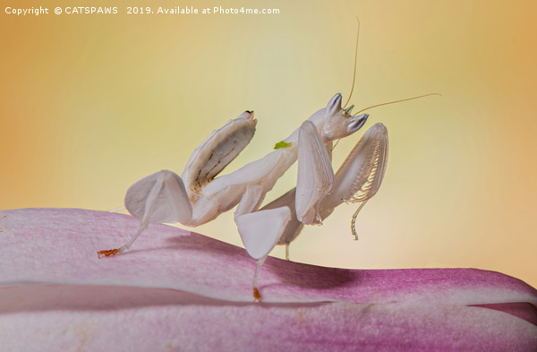 ORCHID MANTIS Picture Board by CATSPAWS 