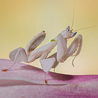 Buy canvas prints of ORCHID MANTIS by CATSPAWS 