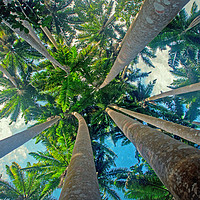Buy canvas prints of ROYAL PALMS by CATSPAWS 