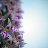 Buy canvas prints of Early Purple Orchid Close Up by David  Fennings